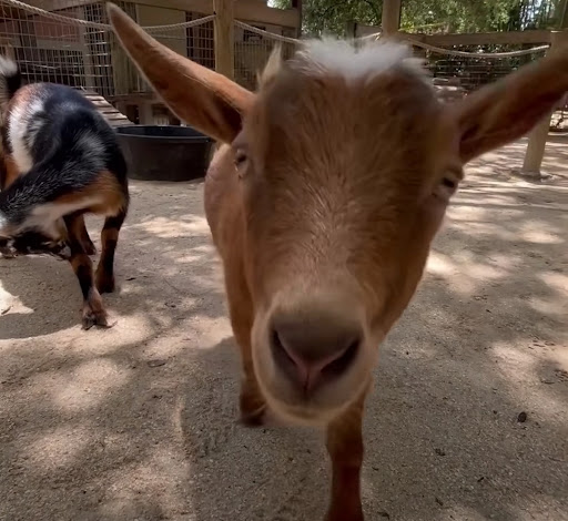 Zoo «Brevard Zoo», reviews and photos, 8225 N Wickham Rd, Melbourne, FL 32940, USA