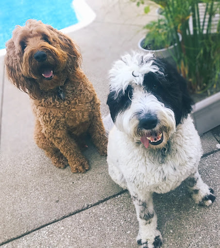 Pet Supply Store «PetSmart», reviews and photos, 734 E Big Beaver Rd, Troy, MI 48083, USA