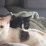 Photo n° 2 de l'avis de Amélie.L fait le 08/05/2024 à 20:31 pour Ostéopathie animale Haute Marne & Lorraine - À Portée de Main - Lola GUILLEMIN à Joinville