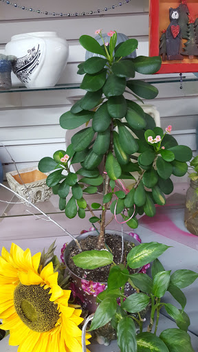 Florist «Wheeling Flowers», reviews and photos, 19 W Dundee Rd, Wheeling, IL 60090, USA