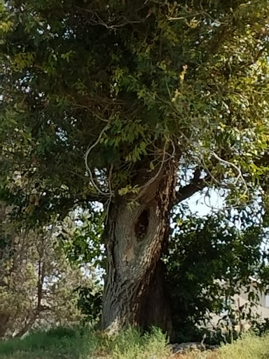 Public Golf Course «Paradise Knolls Golf Course», reviews and photos, 9330 Limonite Ave, Riverside, CA 92509, USA