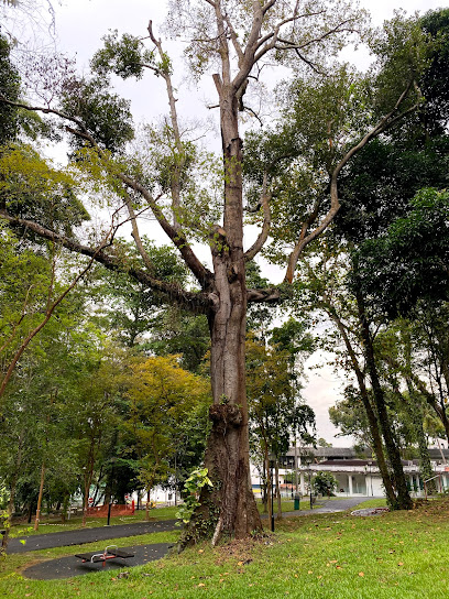 Heritage Tree - Squirrel’s Jack, Pudu