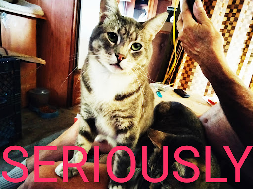 Pet Supply Store «Pet Club Santa Rosa», reviews and photos, 1935 Santa Rosa Ave, Santa Rosa, CA 95407, USA