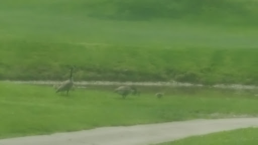 Golf Club «Woodridge Golf Club», reviews and photos, 301 Woodridge Dr, Mineral Wells, WV 26150, USA