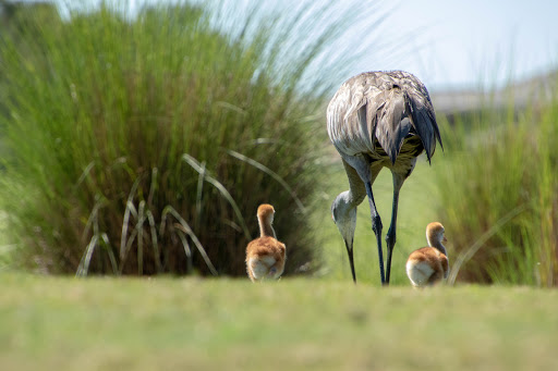 Golf Club «Eagle Creek Golf Community», reviews and photos, 10350 Emerson Lake Blvd, Orlando, FL 32832, USA