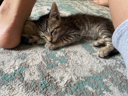 Pet Store «Pet Boutique and Supply», reviews and photos, 320 5th Ave, Brooklyn, NY 11215, USA