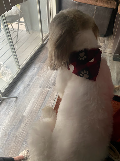 Pet Store «Oak Clips Pet Boutique & Grooming», reviews and photos, 502 N Edgefield Ave, Dallas, TX 75208, USA