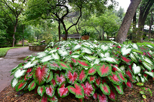 Botanical Garden «Botanical Gardens-Heritage Pk», reviews and photos, 411 Ball St, Grapevine, TX 76051, USA