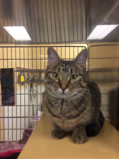 Pet Supply Store «PetSmart», reviews and photos, 1285 Johnson Ferry Rd, Marietta, GA 30068, USA