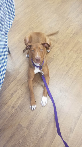 Pet Adoption Service «Pet Things», reviews and photos, 6880 Douglas Blvd E, Douglasville, GA 30135, USA