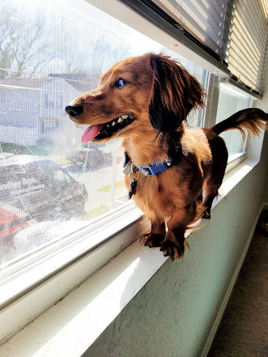 Pet Store «Family Pet Center», reviews and photos, 1401 Greenbrier Pkwy, Chesapeake, VA 23320, USA