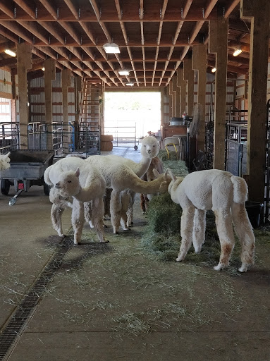 Livestock Breeder «Alpacas at Marquam Hill Ranch», reviews and photos, 35835 OR-213, Molalla, OR 97038, USA