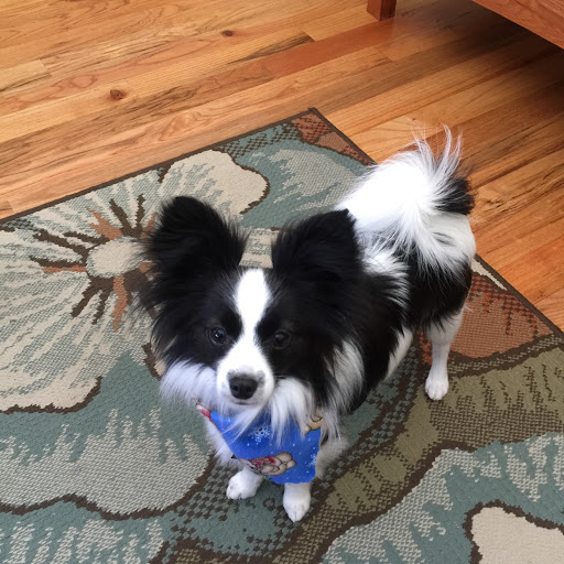 Pet Groomer «All About Dogs & Cats», reviews and photos, 16345 MN-65, Ham Lake, MN 55304, USA