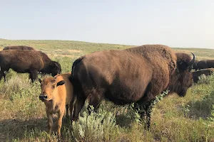 Friends of Sandsage Bison image