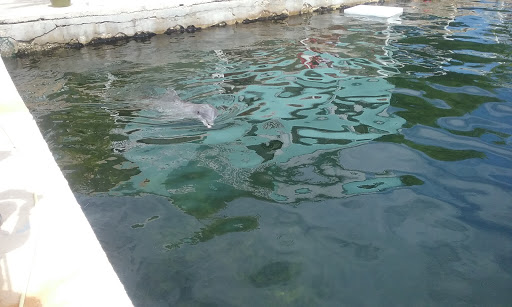 Recreation «Dolphins Plus Oceanside», reviews and photos, 31 Corinne Pl, Key Largo, FL 33037, USA