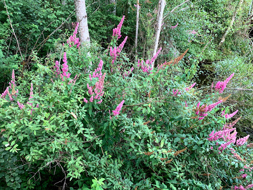 Park «Cottage Lake Park», reviews and photos, NE Woodinville Duvall Rd, Woodinville, WA 98072, USA