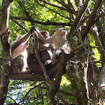 Photo n° 4 de l'avis de DMA.z fait le 12/08/2022 à 19:41 pour La Montagne des Singes à Kintzheim