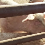 Photo n°16 de l'avis de Mary.i fait le 06/03/2022 à 18:22 sur le  Cascina Resta à Vittuone