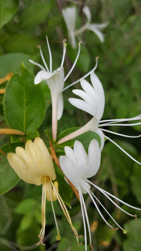 Nature Preserve «Jackson Bog State Nature Preserve», reviews and photos, 7984 Fulton Dr NW, Massillon, OH 44646, USA