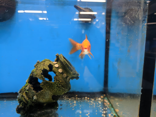 Pet Supply Store «Pet Supplies Plus», reviews and photos, 1240 Seminole Trail, Charlottesville, VA 22901, USA