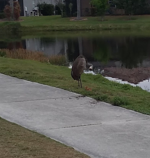 Golf Club «Stoneybrook Golf Club at Heritage Harbour», reviews and photos, 8000 Stone Harbour Loop, Bradenton, FL 34212, USA