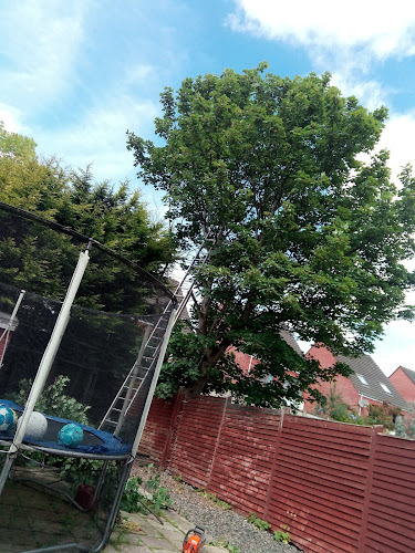 Comments and reviews of Belfast Tree & Garden Services - Pruned /Topped/Removed