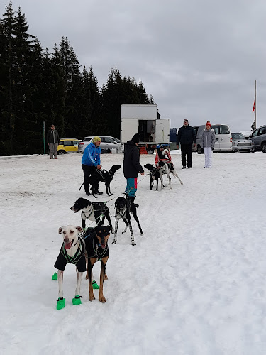 Nordic Sled Dogs - Chien de Traineau Samoëns à Sixt-Fer-à-Cheval