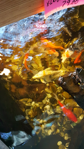 Tropical Fish Store «Age of Aquariums», reviews and photos, 118 N Cedar Ave, Cookeville, TN 38501, USA