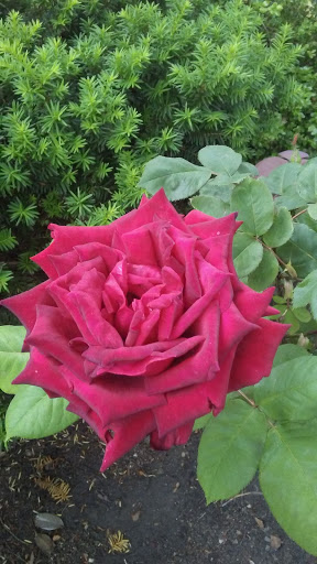 Park «Marine Park», reviews and photos, Fillmore Ave, Brooklyn, NY Brooklyn, USA