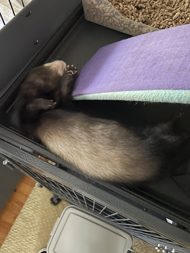 Pet Store «All Pets Club», reviews and photos, 1167 N Colony Rd, Wallingford, CT 06492, USA