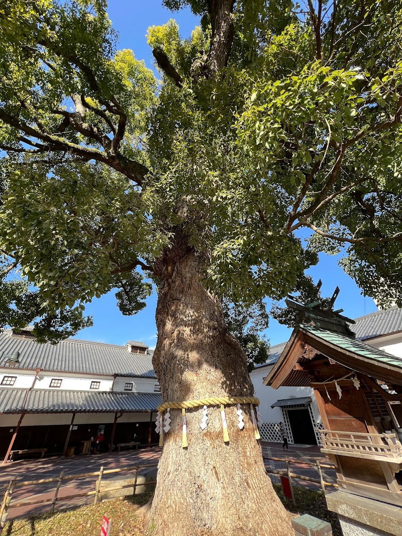 香川の保存木「金陵の郷の大楠」