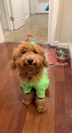 Pet Store «Ridgefield Pet», reviews and photos, 23 Danbury Rd, Ridgefield, CT 06877, USA