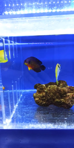 Pet Store «The Pet Zone», reviews and photos, 20 W Oak St, Pittston, PA 18640, USA