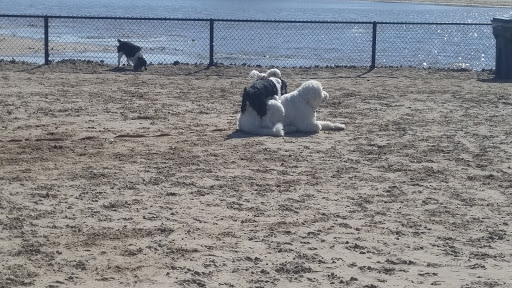 Montrose Dog Beach - Dog Friendly Area