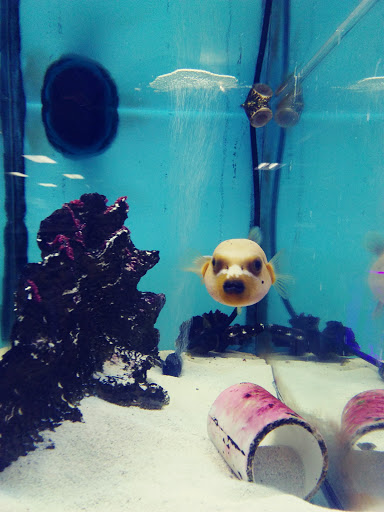 Shopping Mall «Airport Mall», reviews and photos, 1129 Union St, Bangor, ME 04401, USA