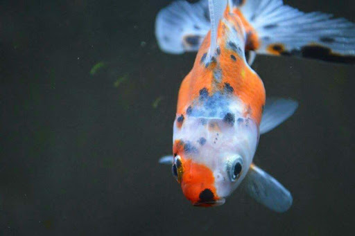 Tropical Fish Store «Aquastetics», reviews and photos, 354 E Main St, Fall River, MA 02724, USA