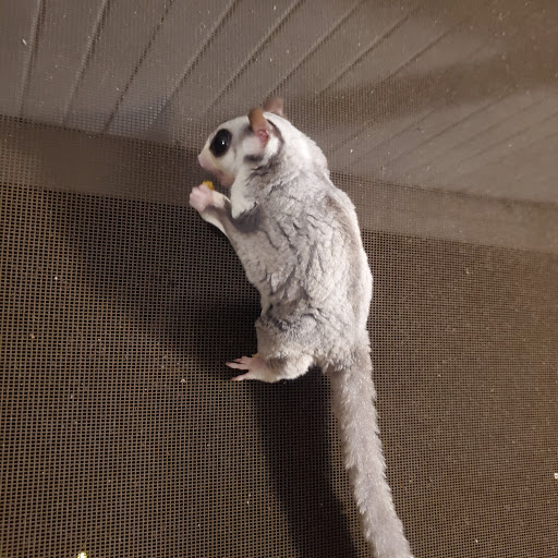 Pet Store «A Family Pet Center», reviews and photos, 6230 N Lockwood Ridge Rd, Sarasota, FL 34243, USA