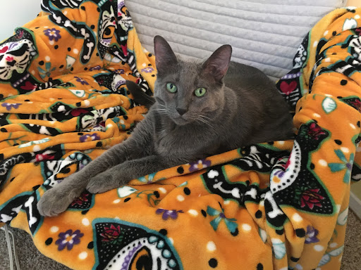Conejo Valley Veterinary Hospital image