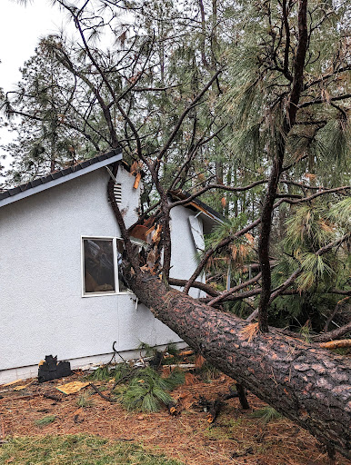 YFR Tree & Land Management image