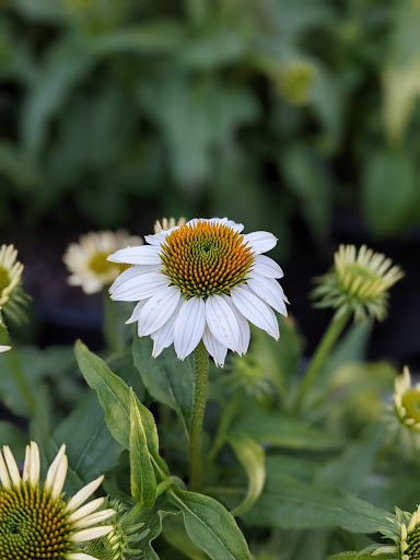 Home Improvement Store «The Home Depot», reviews and photos, 9051 Snowden River Pkwy, Columbia, MD 21046, USA
