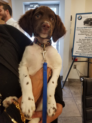 BMW Dealer «BMW of Oyster Bay», reviews and photos, 145 Pine Hollow Rd, Oyster Bay, NY 11771, USA