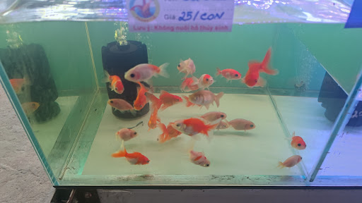 Top 2 cửa hàng cá kiểng Huyện A Lưới Thừa Thiên Huế 2022