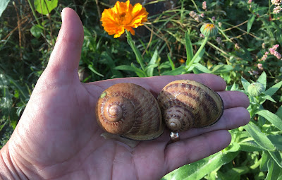 Les escargots de la sauzière saint jean à La Sauzière-Saint-Jean