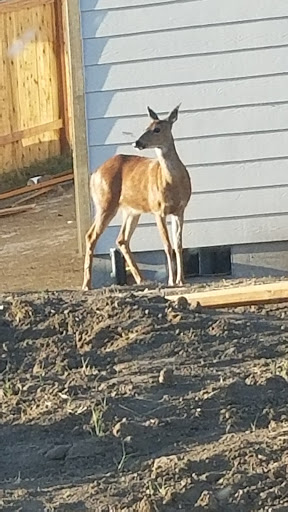 Private Golf Course «Michelbook Country Club», reviews and photos, 1301 NW Michelbook Ln, McMinnville, OR 97128, USA