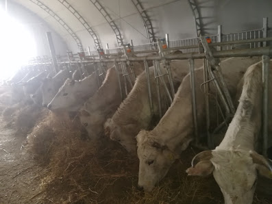 Azienda agricola Pelusi Antonio 64032 Paternò TE