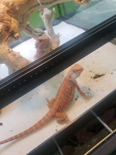 Reptile Store «Reptile Pets Direct», reviews and photos, 8088 Pat Booker Rd, Live Oak, TX 78233, USA