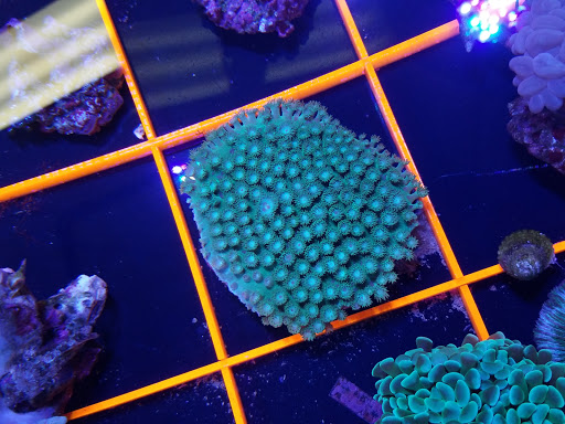 Pet Store «Hooked On Fish And Corals», reviews and photos, 2576 W 84th St, Hialeah, FL 33016, USA