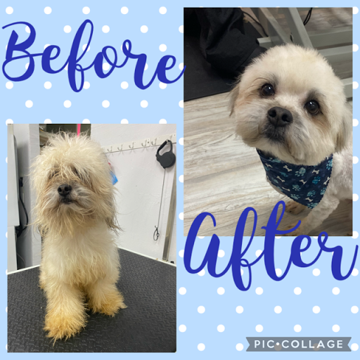 Pet Store «DipidyDawg Gourmet Dog Bakery & Boutique», reviews and photos, 21301 S Tamiami Trail Suite 430, Estero, FL 33928, USA