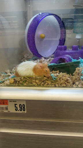 Pet Supply Store «Pet Supplies Plus», reviews and photos, 494 Westgate Dr, Brockton, MA 02301, USA