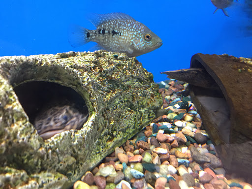 Pet Store «Critter Hut Aquarium & Pets», reviews and photos, 6637 Post Rd, North Kingstown, RI 02852, USA